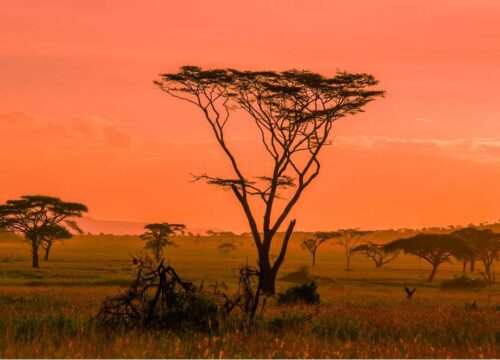 Serengeti National Park: The Heart of Africa’s Wildlife