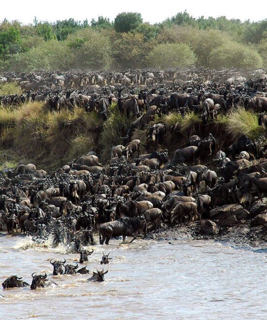 11-Day Tanzania & Kenya Wildlife Safari: Tarangire, Serengeti, Ngorongoro & Masai Mara