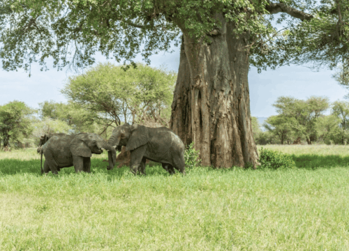 Discover Tarangire National Park: Tanzania Safari