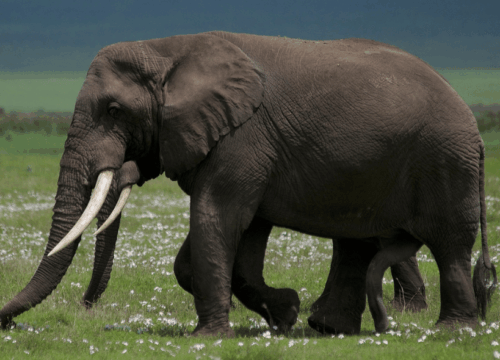 6-Day Tanzania Safari: Tarangire, Ngorongoro, Serengeti & Cultural Highlights