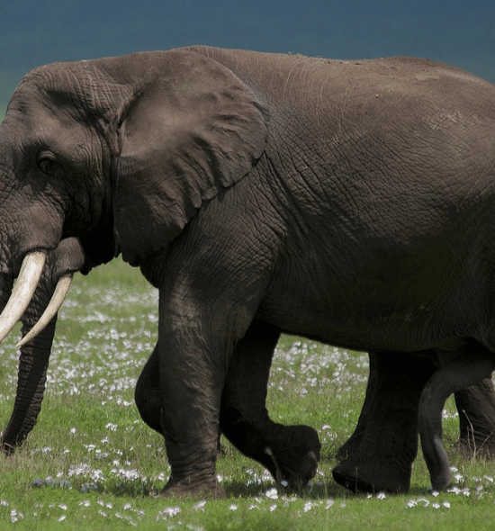 9-Day Tanzania Safari: Tarangire, Serengeti, Ngorongoro & Cultural Highlights