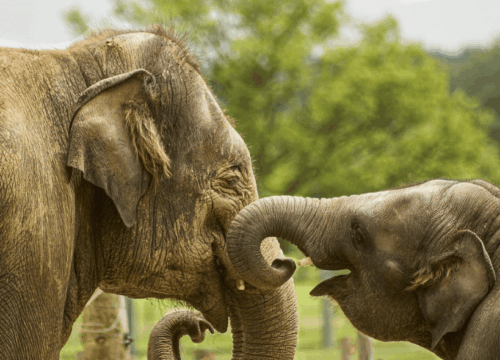 3-Day Tarangire, Ngorongoro & Lake Manyara Safari