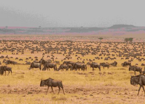 6-Day Tanzania Safari: Serengeti & Lake Manyara Experience