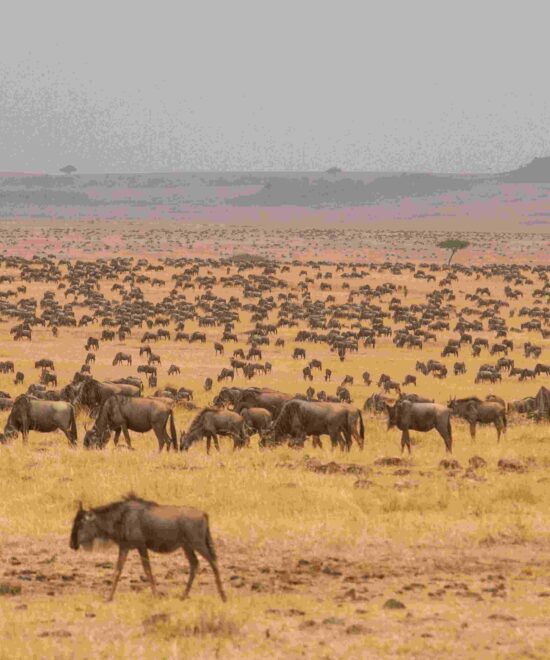 6-Day Tanzania Safari: Serengeti & Lake Manyara Experience