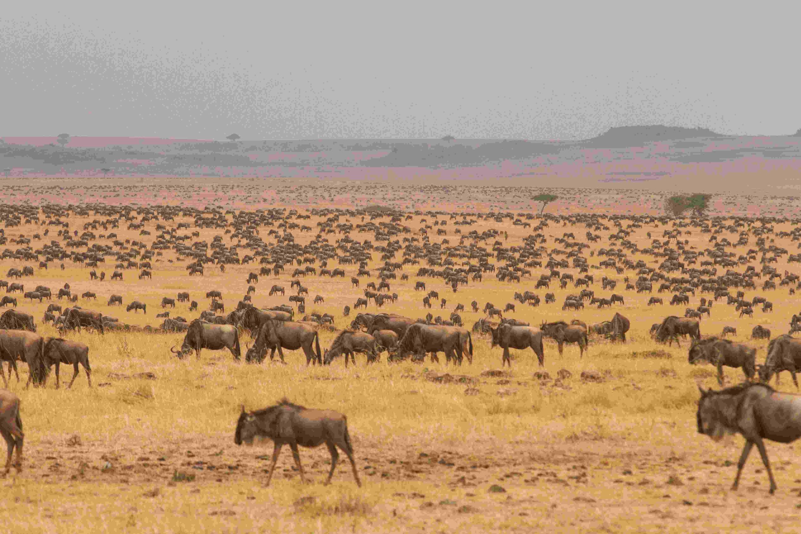 6-Day Tanzania Safari: Serengeti & Lake Manyara Experience