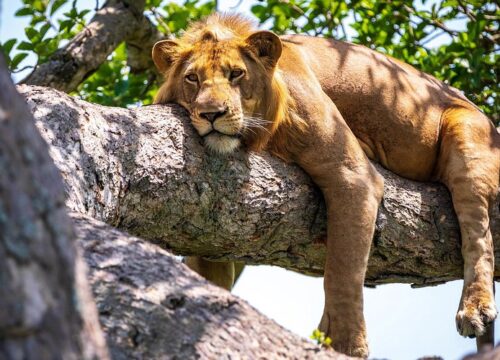 13-Day Kenya & Tanzania Safari: Masai Mara, Amboseli, Tarangire, Serengeti & Ngorongoro