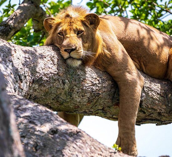 6-Day Tanzania Safari: Tarangire, Serengeti & Lake Manyara