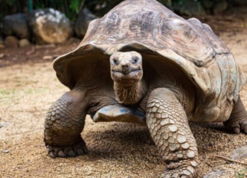 Prison Island (Changuu Island) Tour – Half Day Excursion